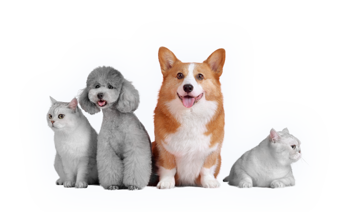 Dentihex dogs and cats